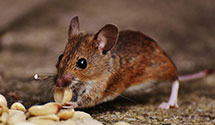 24 Hour & Emergency Exterminators in Royal Lake Resort, IL